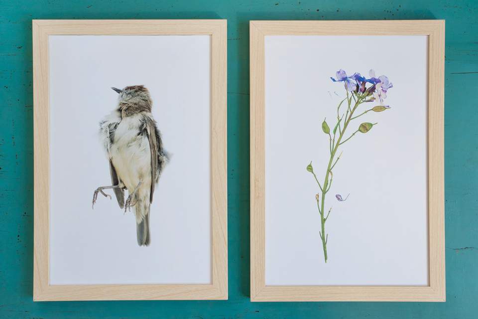 Maria van der Heyden